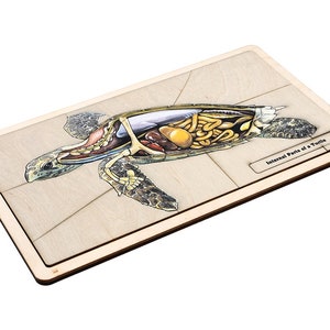 Internal Parts of a Turtle Puzzle with Nomenclature Cards (6-9) (Printed) | Montessori Materials | Montessori Zoology | Three Part Cards