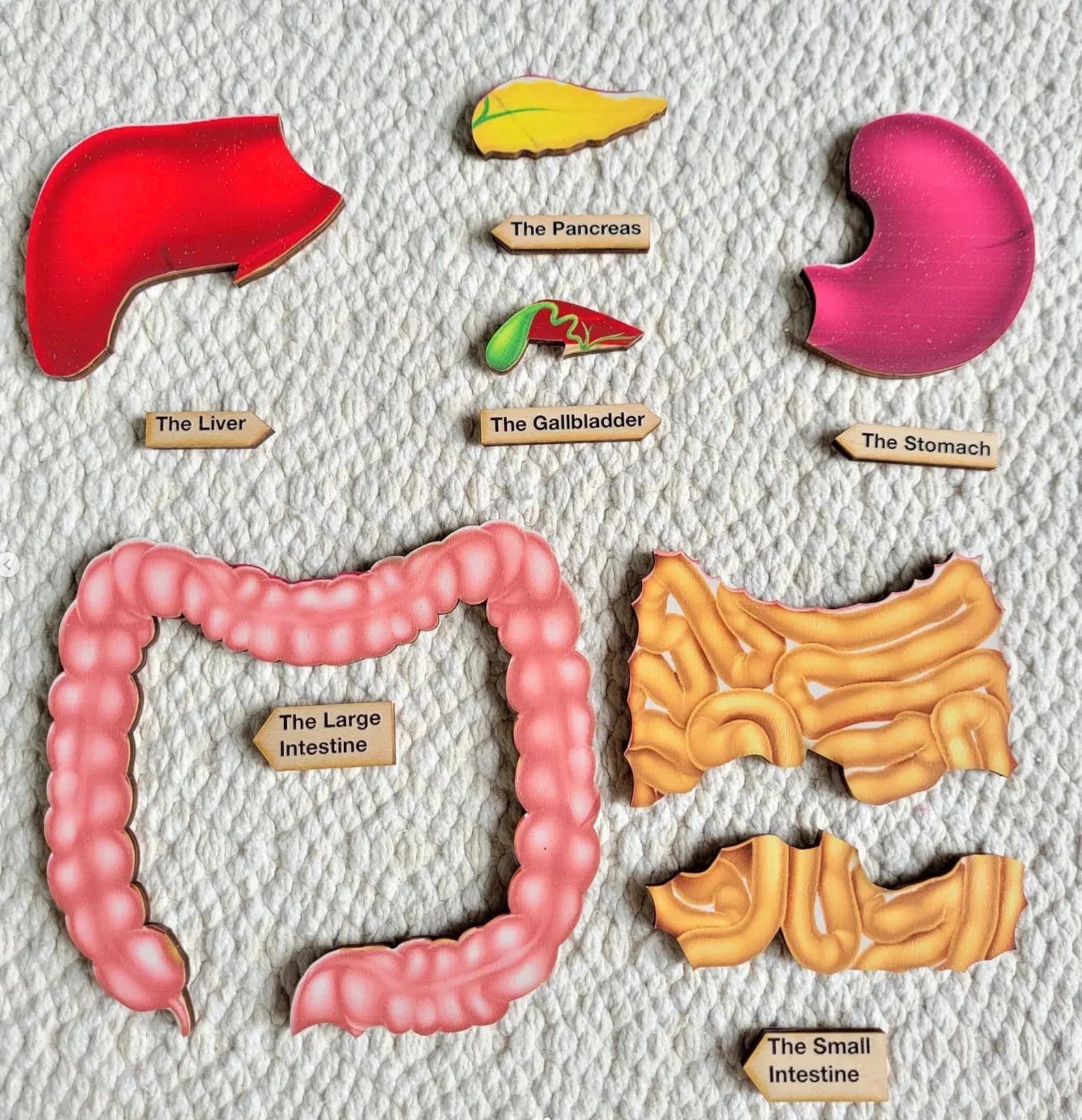 El rompecabezas del sistema digestivo Sistema digestivo - Etsy México