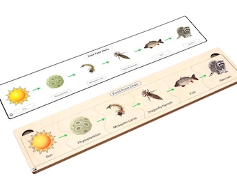 Pode incluir: Um brinquedo educativo de madeira que representa uma cadeia alimentar de um lago. A cadeia começa com o sol e termina com um guaxinim. O brinquedo inclui imagens de fitoplâncton, larvas de mosquitos, ninfas de libélulas, peixes e um guaxinim.
