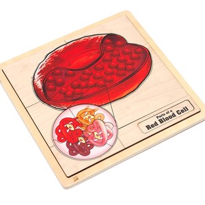 Parts of a Red Blood Cell Puzzle with Nomenclature Cards (6-9) (Printed) | Montessori Materials | Human Anatomy | Three Part Cards