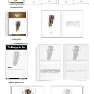 The Structure of a Root Puzzle With Nomenclature Cards (printed) (6-9 ...