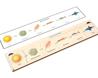 Pode incluir: Um brinquedo educativo de madeira que representa uma cadeia alimentar oceânica. A cadeia começa com o sol e termina com um tubarão. O brinquedo inclui imagens de fitoplâncton, zooplâncton, peixes pequenos, peixes grandes e um tubarão. O texto "Cadeia alimentar oceânica" está impresso no brinquedo.