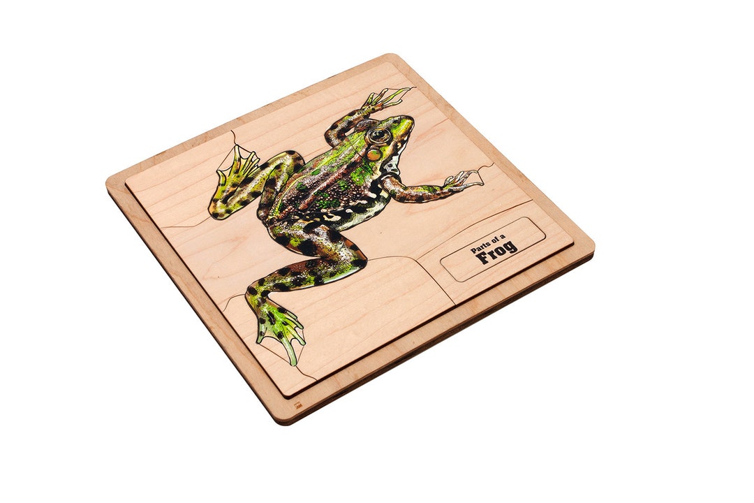 Parts of a Frog Puzzle elementary Montessori Zoology - Etsy