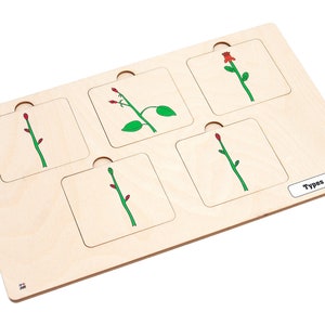 Types of Buds with Nomenclature Cards 6-9 (Printed) | Montessori Puzzles | Montessori Botany | Three Part Cards
