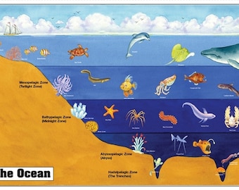 Layers of the Ocean Educational Chart | Printable Montessori Marine Life Diagram for Kids