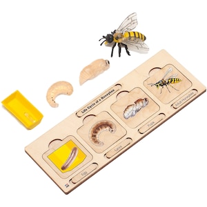 Life Cycle of a Bee | Life Cycle Set: Bee | Montessori Puzzles | Montessori Materials | Montessori Life Cycles
