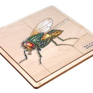 Parts of an Arthropod Puzzle with Nomenclature Cards (3-6) | Montessori Materials | Montessori Zoology | Three Part Cards