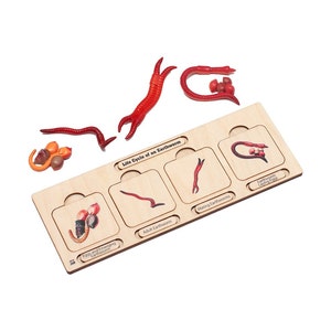 May include: A wooden life cycle puzzle of an earthworm with red plastic earthworms and a picture of the life cycle stages. The stages include earthworm eggs, a hatching earthworm, an adult earthworm, mating earthworms, and earthworm cocoons.