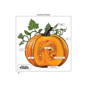 Parts of a Pumpkin Puzzle | Montessori Puzzle | Montessori Printable