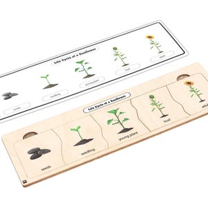 May include: Two wooden educational puzzles illustrating the life cycle of a sunflower. The puzzles show the stages from seeds to adult flower. The text "Life Cycle of a Sunflower" is printed on the top of each puzzle.