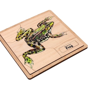 Parts of a Frog Puzzle with Nomenclature Cards (6-9) | Montessori Materials | Montessori Zoology | Three Part Cards