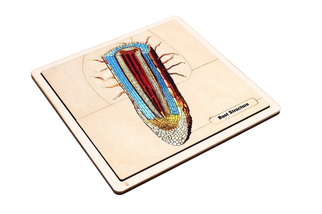 The Structure of a Root Puzzle With Nomenclature Cards printed 3-6 ...