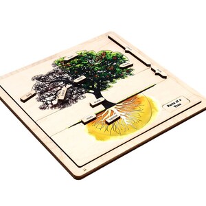Parts of a Tree Puzzle With Nomenclature Cards (printed) (3-6 ...