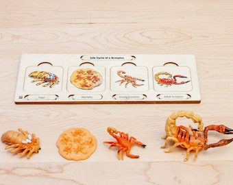 Wooden Life Cycle Set: Scorpion | Montessori Puzzles | Montessori Life Cycles | Scorpion Life Cycle