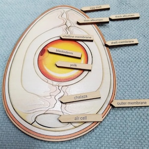 Montessori Parts of an Egg Puzzle | Chicken Egg Puzzle | Chicken Puzzle | Montessori Puzzles | Anatomy of Egg | Homeschool