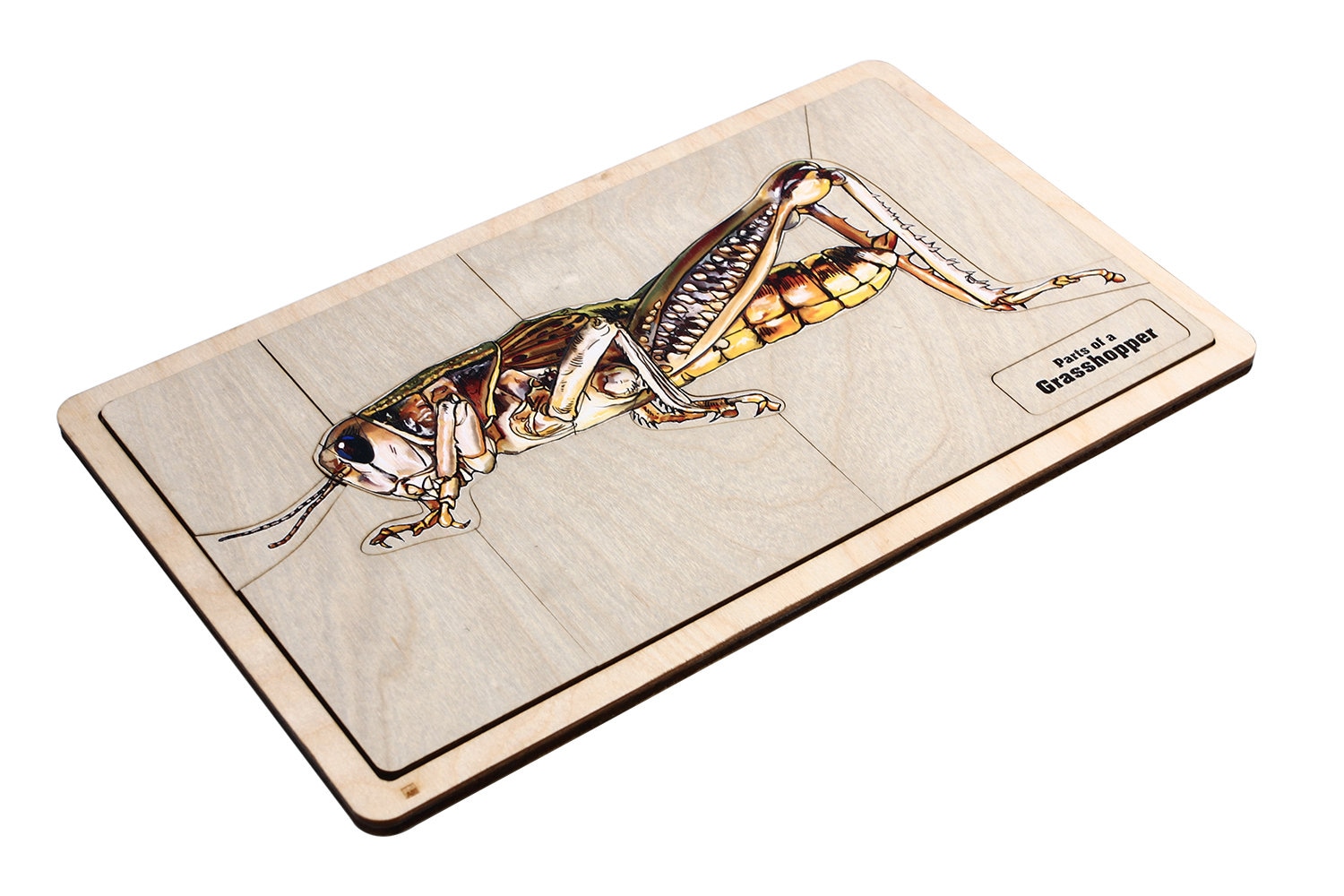 Parts of a Grasshopper Puzzle | Montessori Materials | Montessori