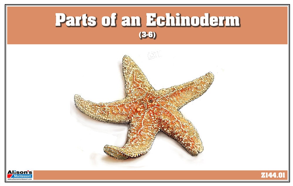 Parts of an Echinoderm Puzzle With Nomenclature Cards 3-6 - Etsy