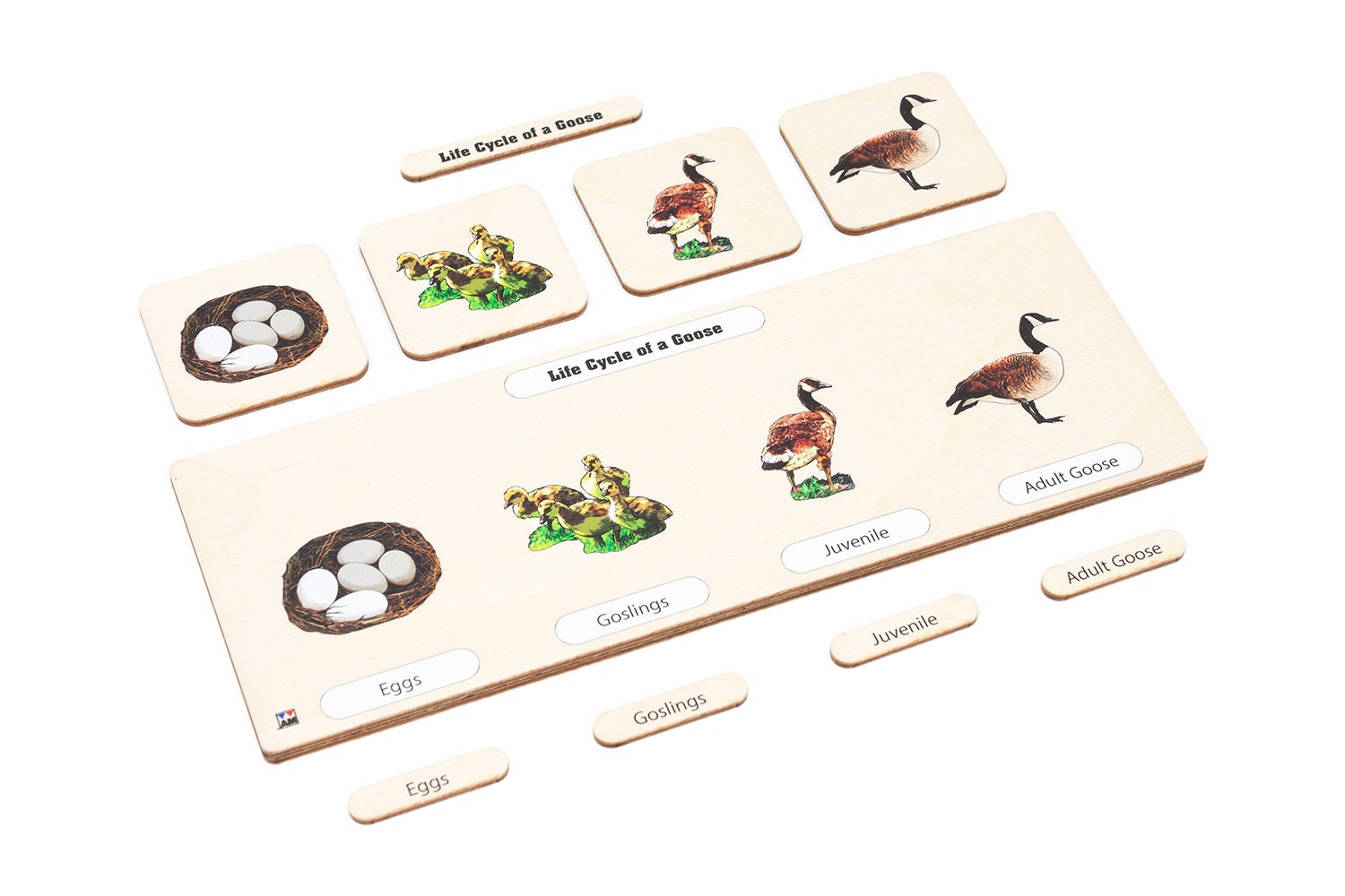 Zoology Expeditions: Homeschool Virtual Safaris