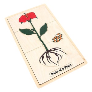 Part of a Plant Puzzle with Nomenclature Cards 3-6 (Printed) | Montessori Materials| Montessori Botany | Learning and School