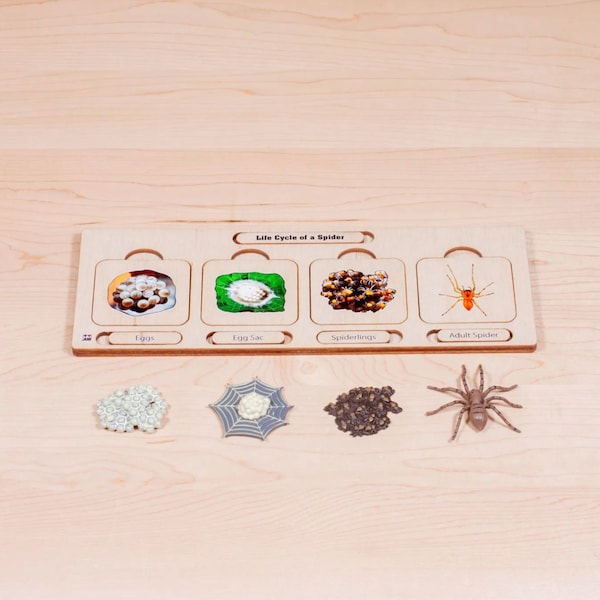 Life Cycle Set: Beetle | Life Cycle of a Spider | Montessori Life Cycle Puzzle | Wooden Puzzle | Life Cycle of a Spider | Spider Puzzle