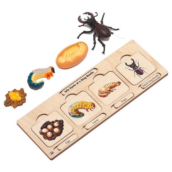 Life Cycle of a Beetle | Life Cycle Set: Beetle | Montessori Puzzles | Montessori Life Cycle