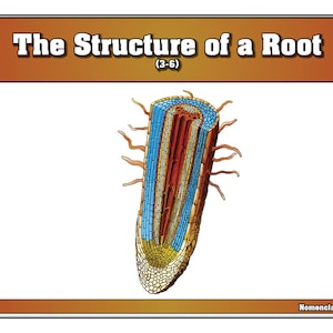 The Structure of a Root Puzzle With Nomenclature Cards (printed) (3-6 ...