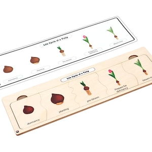 May include: Wooden puzzle depicting the life cycle of a tulip. The puzzle shows the stages from dormancy to bloom time, with illustrations and text labels. The puzzle is designed for educational purposes.