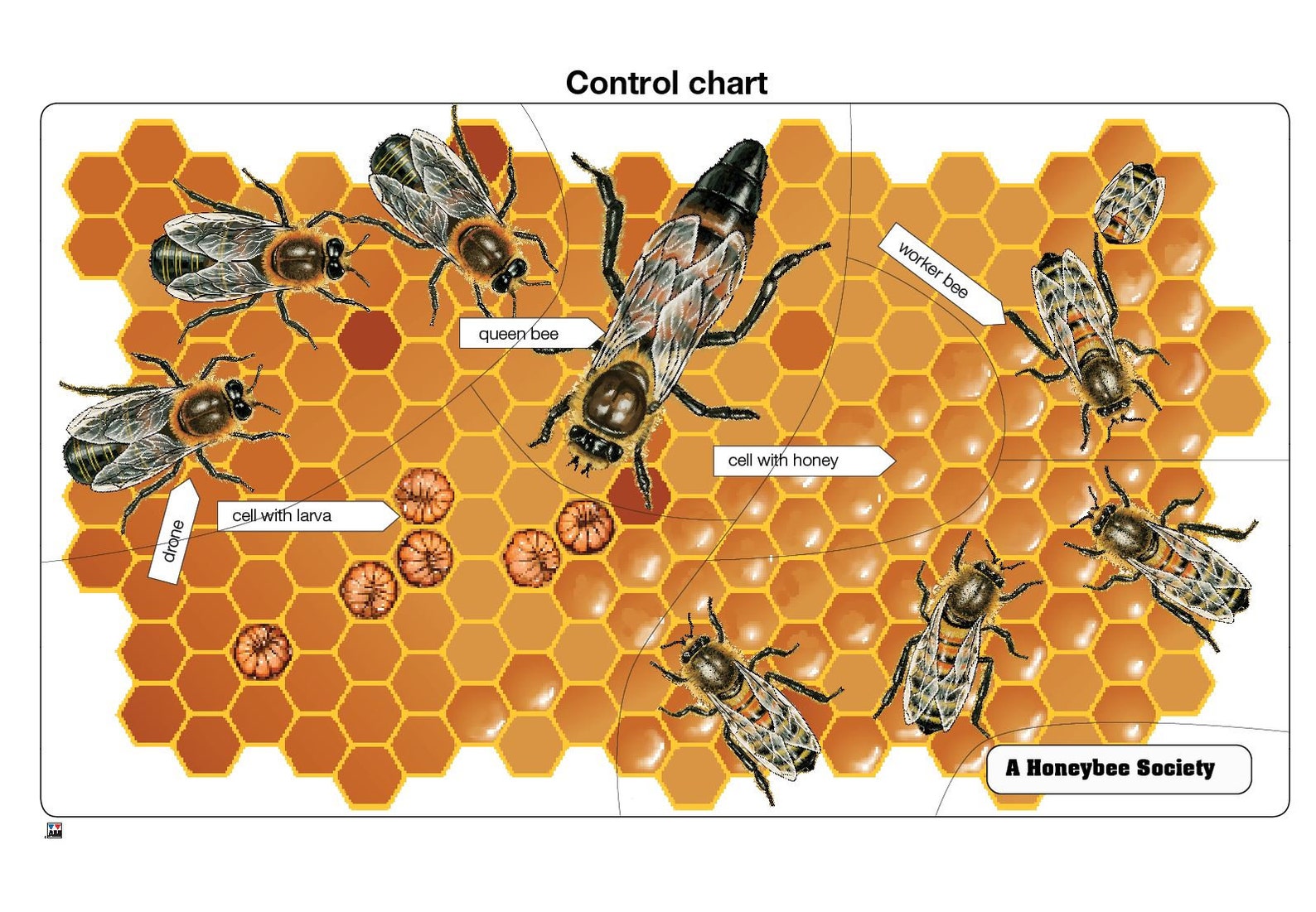 A Honey Bee Society Puzzle Anatomy of a Honey Bee Montessori Zoology