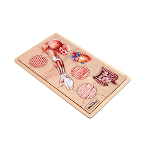 Rompecabezas de tipos de músculos / Rompecabezas Montessori / Rompecabezas de aprendizaje / Anatomía humana / Músculos del cuerpo humano