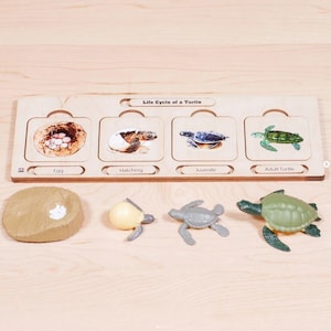 Wooden Life Cycle Set: Sea Turtle | Montessori Life Cycles | Montessori Puzzles | Montessori Materials | Alison&#39;s Montessori