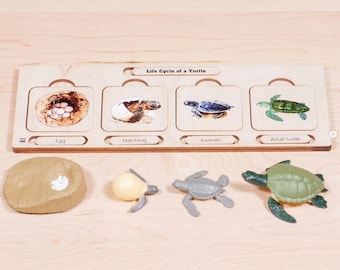 Wooden Life Cycle Set: Sea Turtle | Montessori Life Cycles | Montessori Puzzles | Montessori Materials | Alison's Montessori