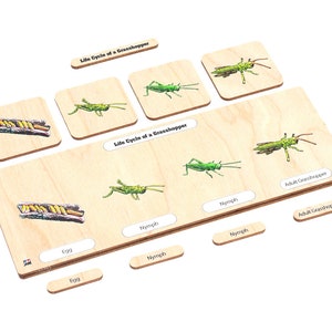 Wooden Life Cycle Set: Grasshopper | Montessori Puzzles | Montessori ...