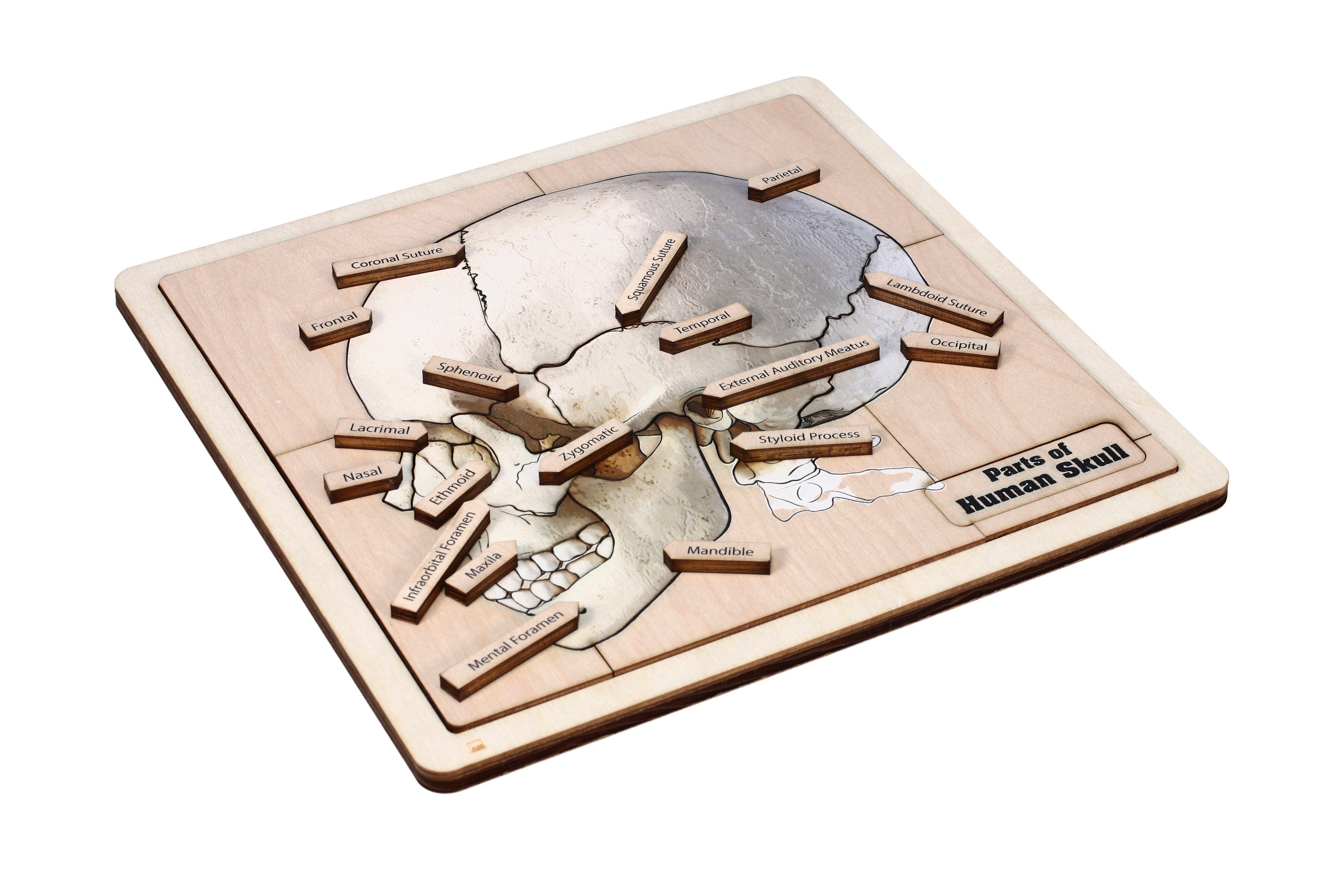 Human Skull Riddle Parts of Human Skull Puzzle | Montessori Science Puzzle | Human Anatomy ...