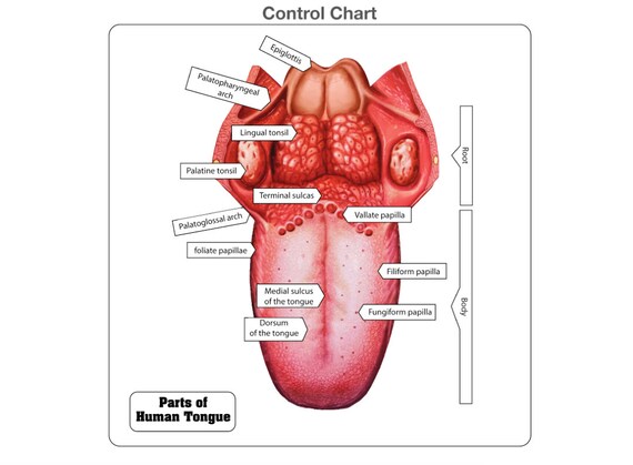 Parts of a Human Tongue Puzzle Montessori Puzzles Human - Etsy
