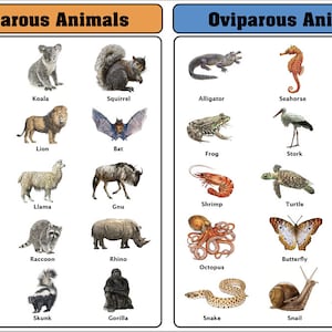 Oviparous vs. Viviparous Charts with Cards | Montessori Materials |  Zoology Materials | Educational Material