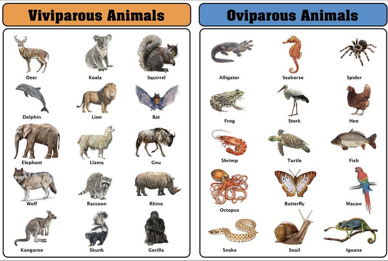 Oviparous vs. Viviparous Charts with Cards Montessori Materials Zoology Materials Educational Material image 1