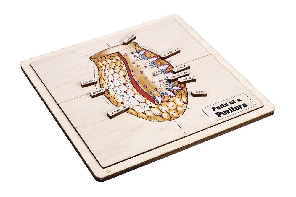 Parts of a Porifera Puzzle With Nomenclature Cards (6-9) | Montessori ...