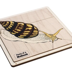 Parts of a Mollusk Puzzle with Nomenclature Cards (6-9) | Montessori Materials | Montessori Science | Three Part Cards