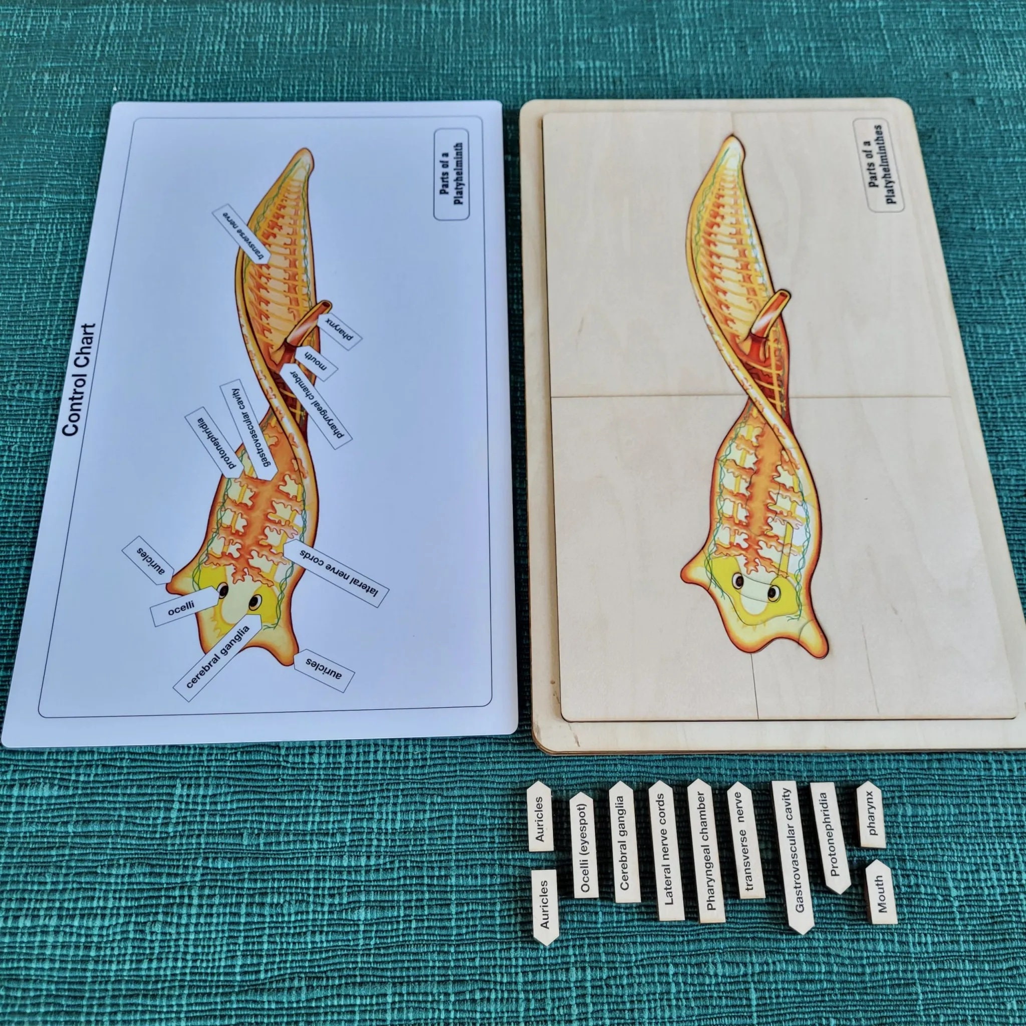 Parts of a Platyhelminth Puzzle With Nomenclature Cards (3-6 ...