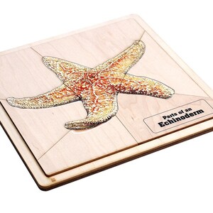 Parts of an Echinoderm Puzzle with Nomenclature Cards (6-9) | Montessori Materials | Montessori Zoology | Three Part Cards
