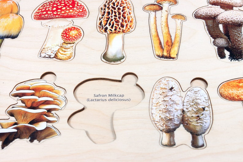 Types of Mushrooms Puzzle Montessori Puzzles Botany Etsy