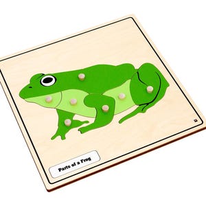 Parts of a Frog Knobbed Puzzle | Montessori Puzzle | Infant & Toddler | Homeschooling