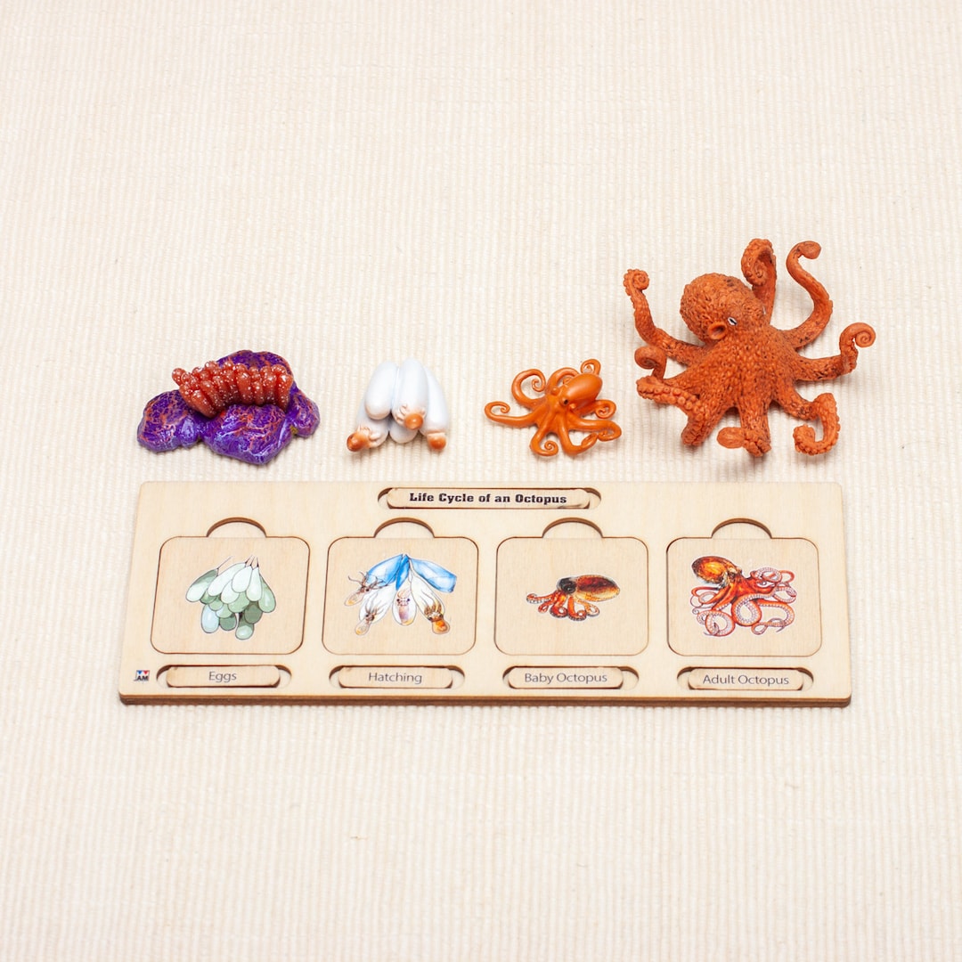 Life Cycle of an Octopus Octopus Life Cycle Life Cycle Puzzle Infant