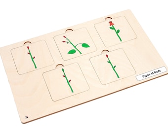 Types of Buds with Nomenclature Cards 3-6 (Printed) | Montessori Puzzles | Montessori Botany | Three Part Cards
