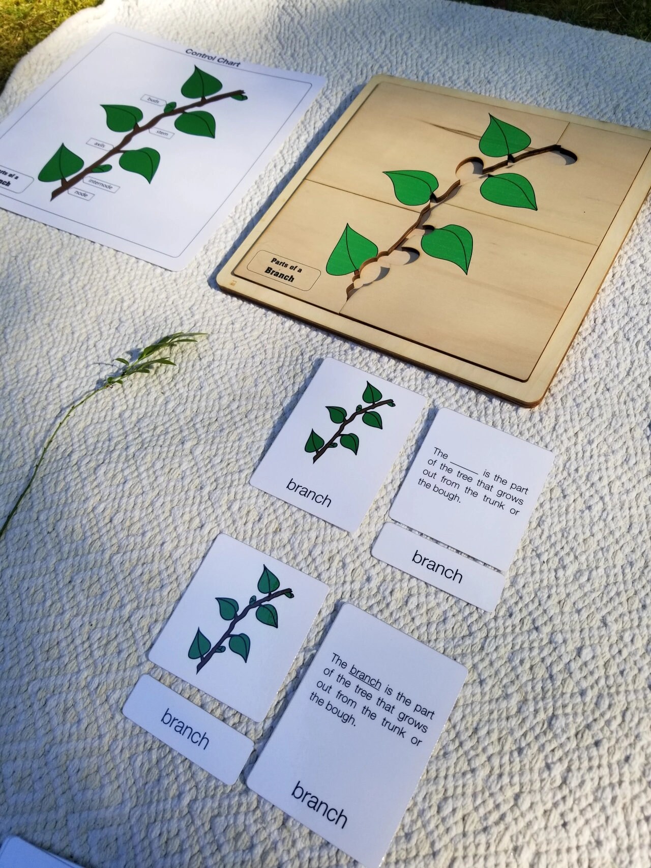 Parts of a Branch Puzzle With Nomenclature Cards (6-9) | Montessori ...
