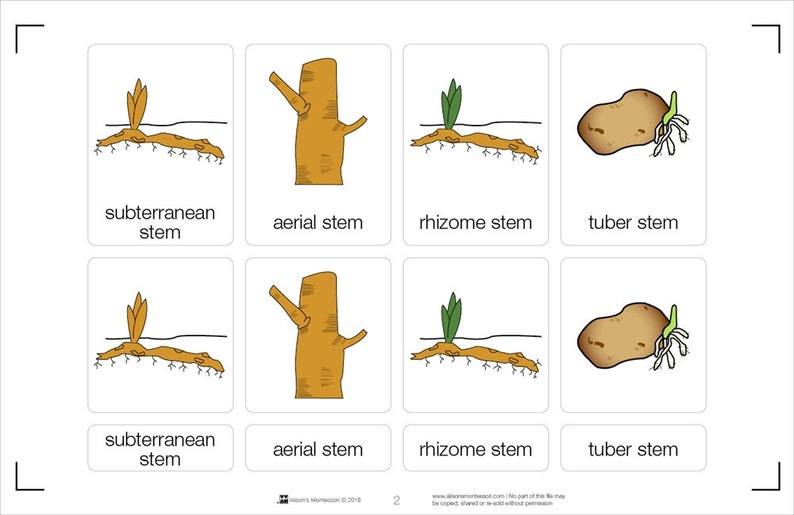 Types of Stems Puzzle With Nomenclature Cards 3-6 printed Montessori ...
