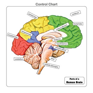 Parts of a Human Brain Puzzle With Nomenclature Cards (3-6 ...