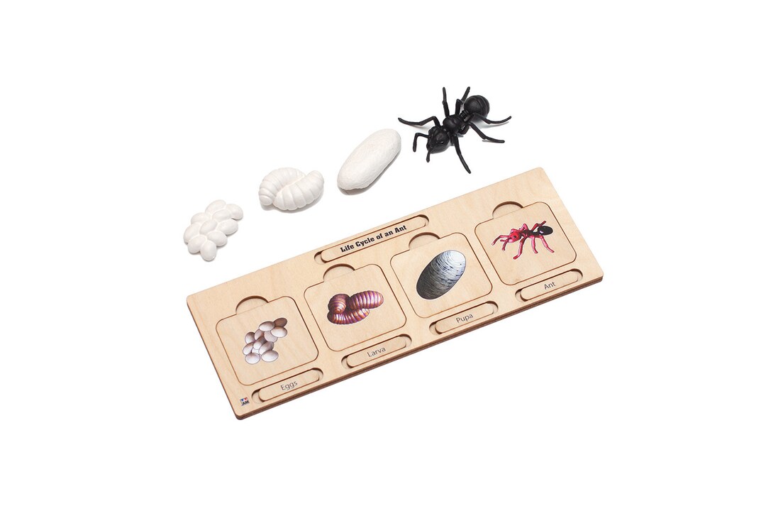 Life Cycle Set: Ant | Montessori Puzzles | Montessori Life Cycles | Ant ...