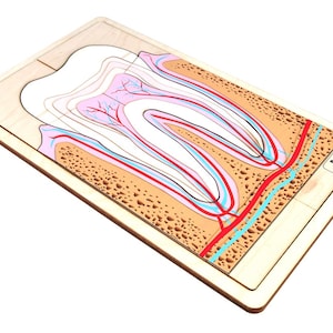 Parts of a Human Tooth Puzzle with Nomenclature Cards (6-9) | Montessori Materials | Human Anatomy | Three Part Cards