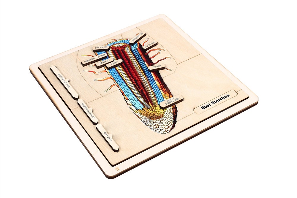 The Structure of a Root Puzzle | Montessori Puzzles | Botany Study ...